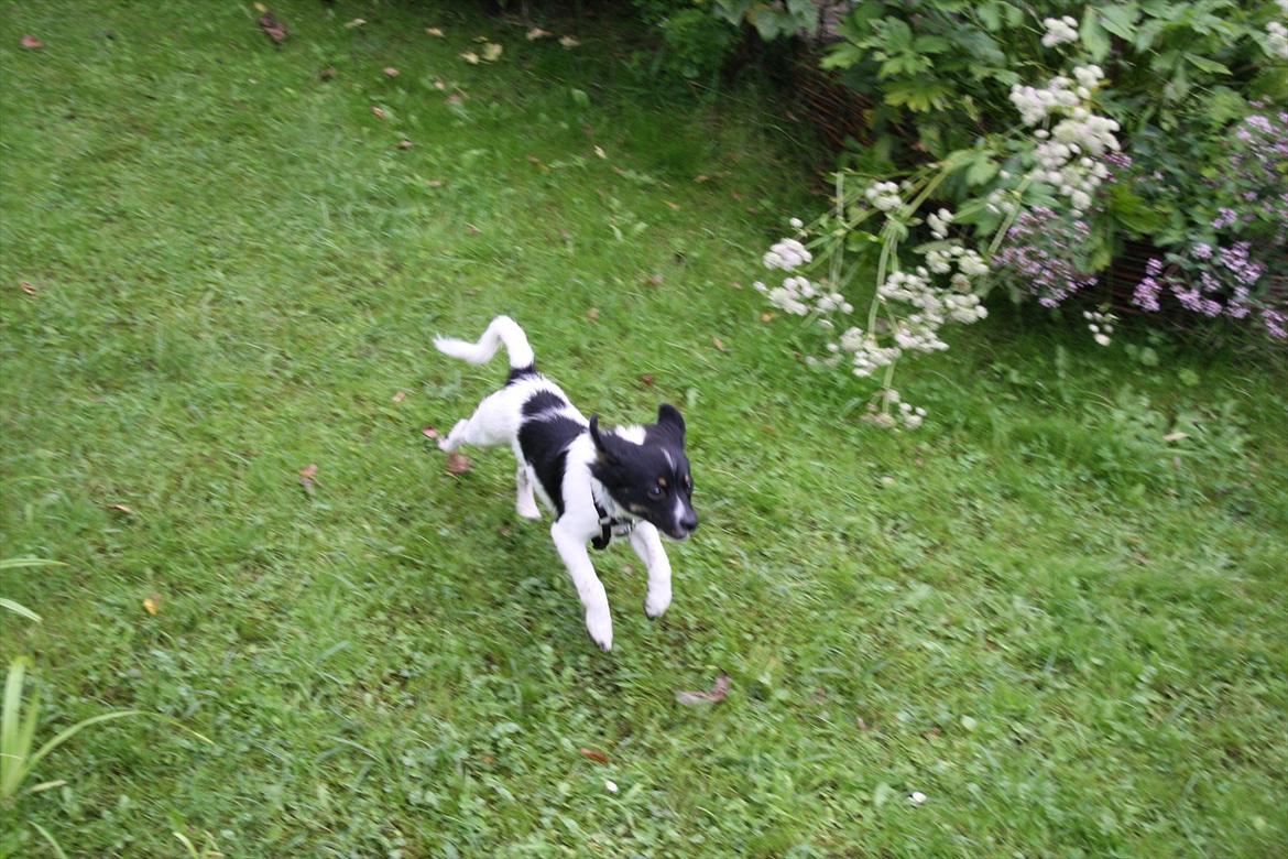 Blanding af racer Lille Bjørn - Hop! billede 6
