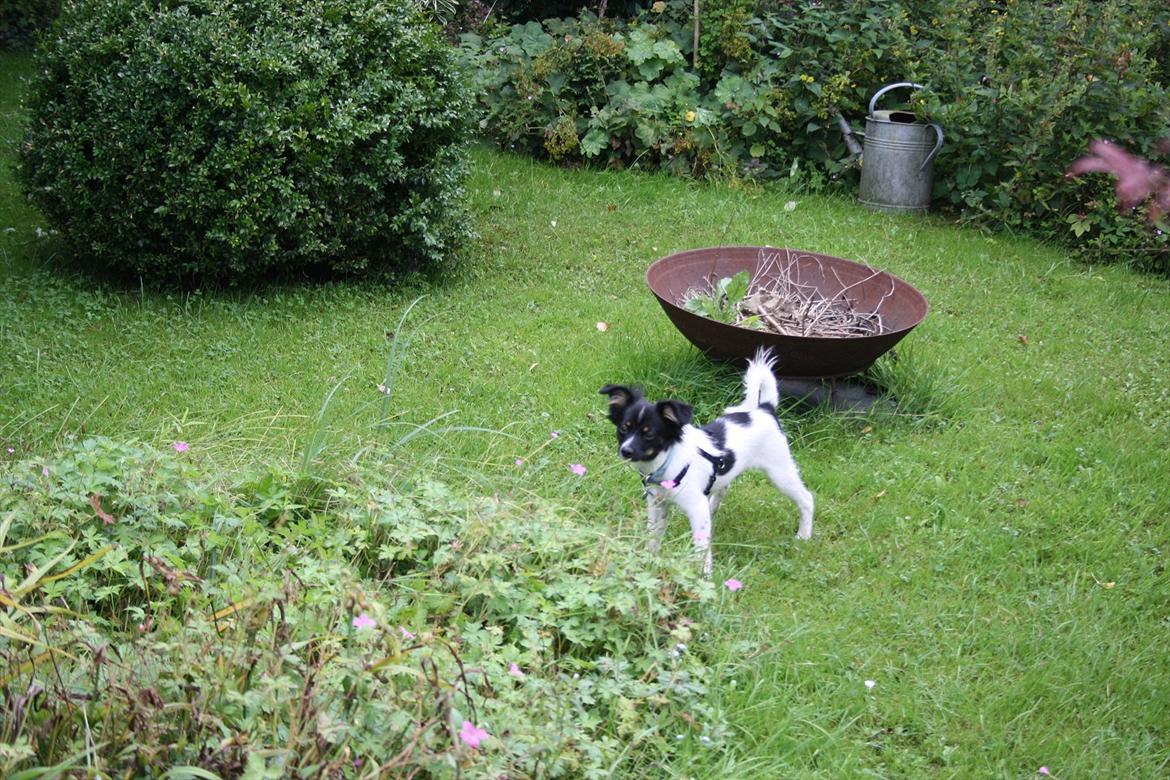 Blanding af racer Lille Bjørn - Sikke en flot blomst! billede 8