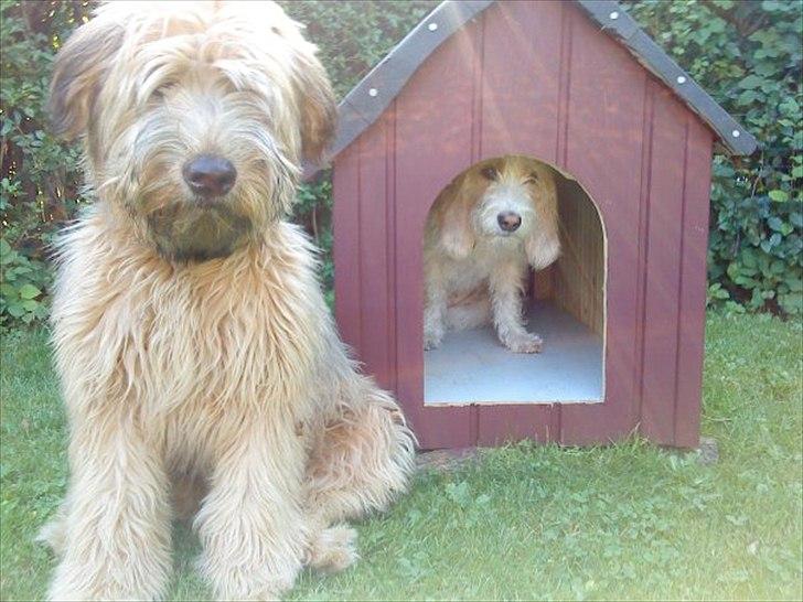 Irish softcoated wheaten terrier Betty - Betty og hendes bedste ven Carla. billede 2