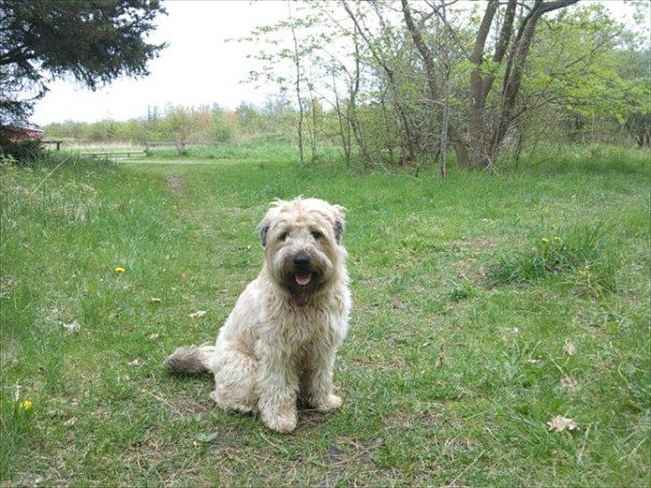 Irish softcoated wheaten terrier Betty billede 1