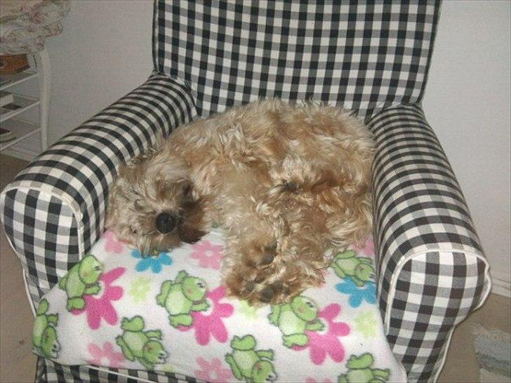 Irish softcoated wheaten terrier Betty billede 3