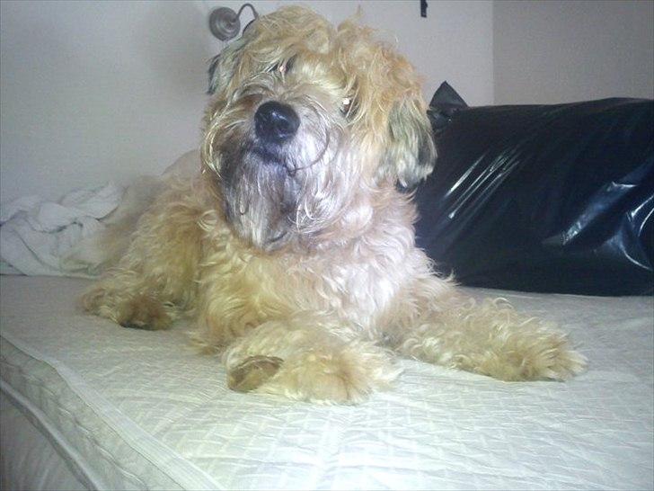 Irish softcoated wheaten terrier Betty billede 4