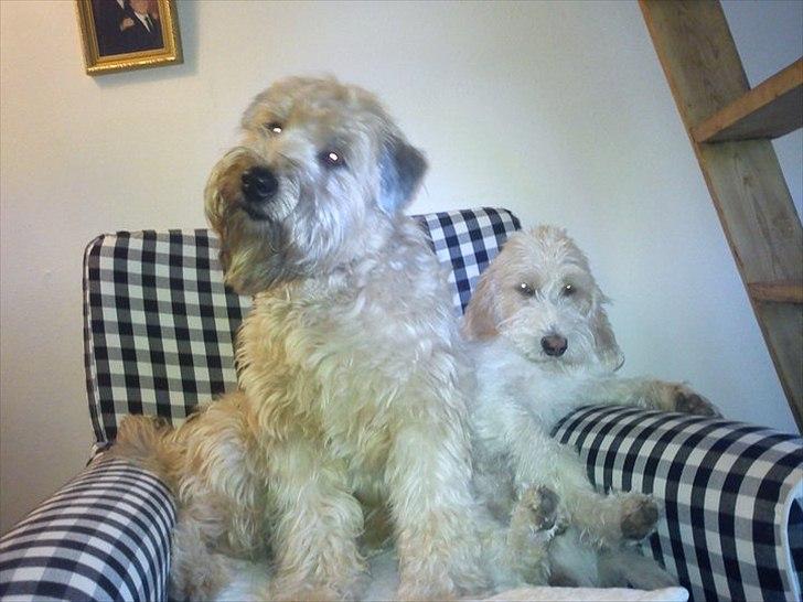 Irish softcoated wheaten terrier Betty billede 5