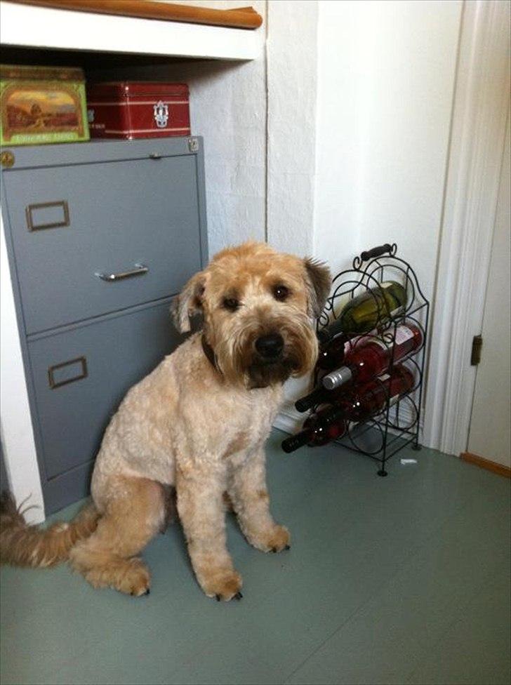 Irish softcoated wheaten terrier Betty billede 7