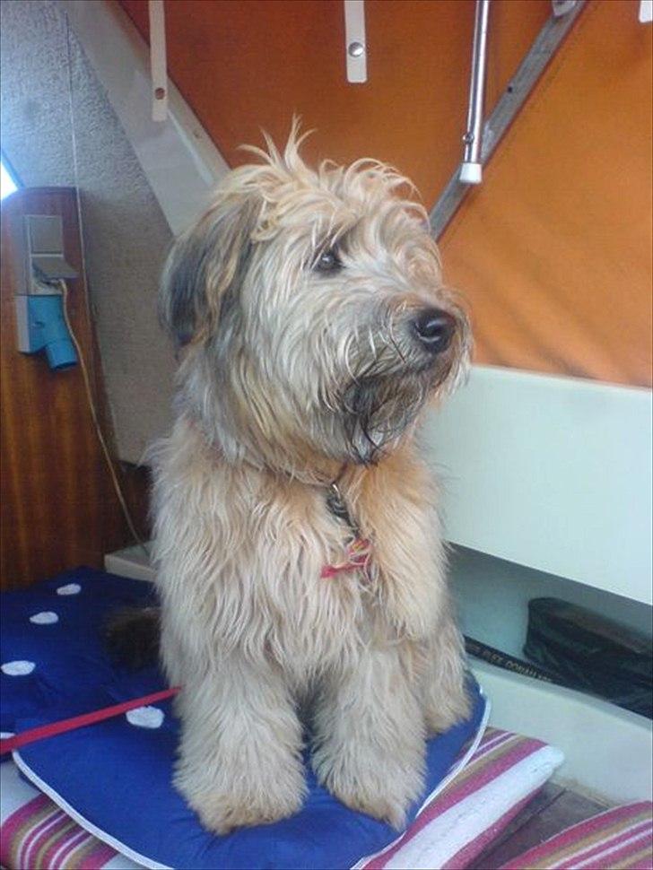 Irish softcoated wheaten terrier Betty billede 8