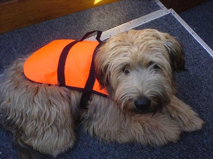 Irish softcoated wheaten terrier Betty billede 9