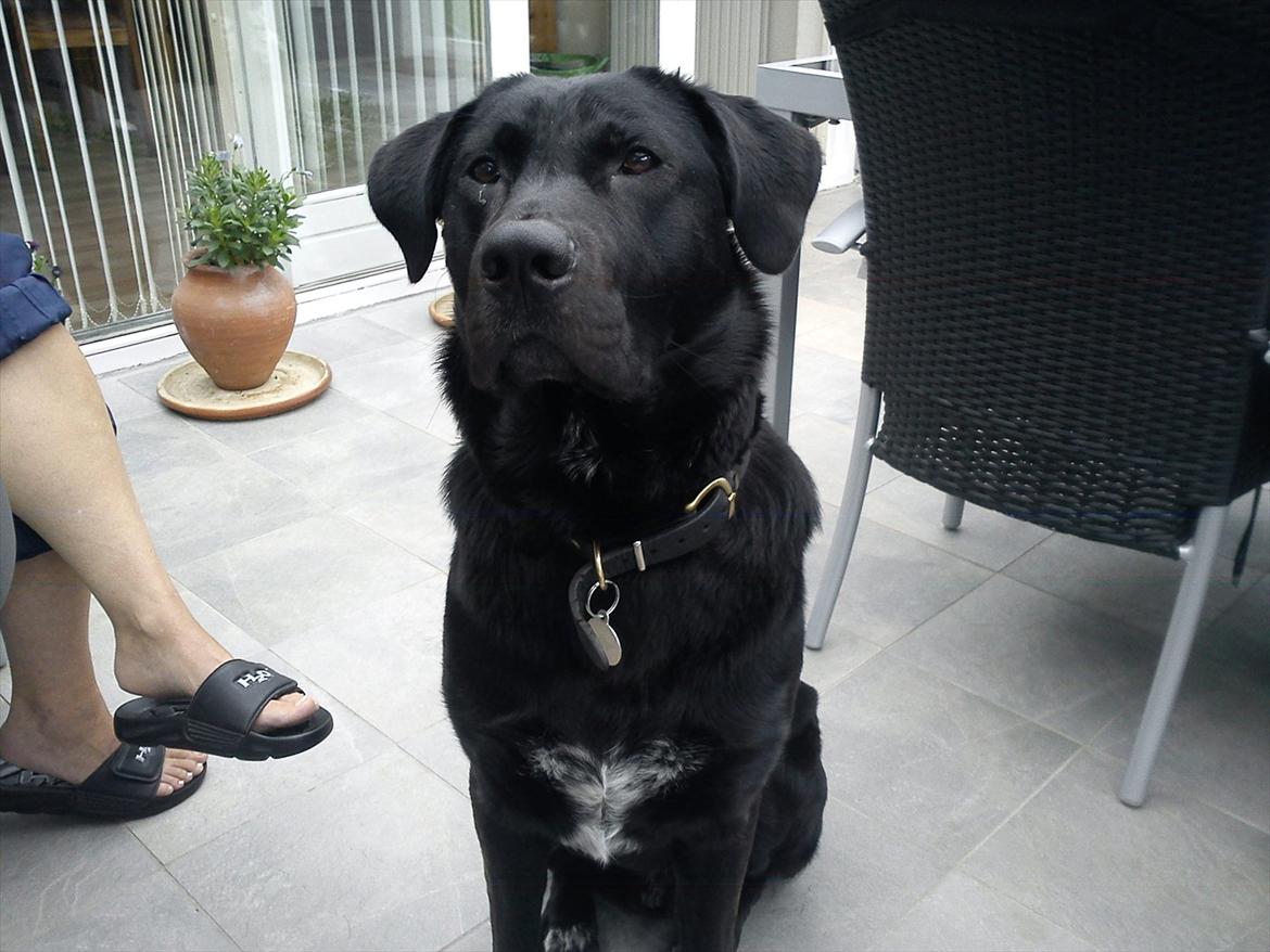 Blanding af racer Lotus billede 16