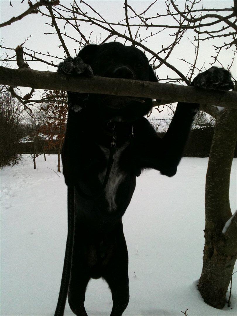 Blanding af racer Lotus billede 17