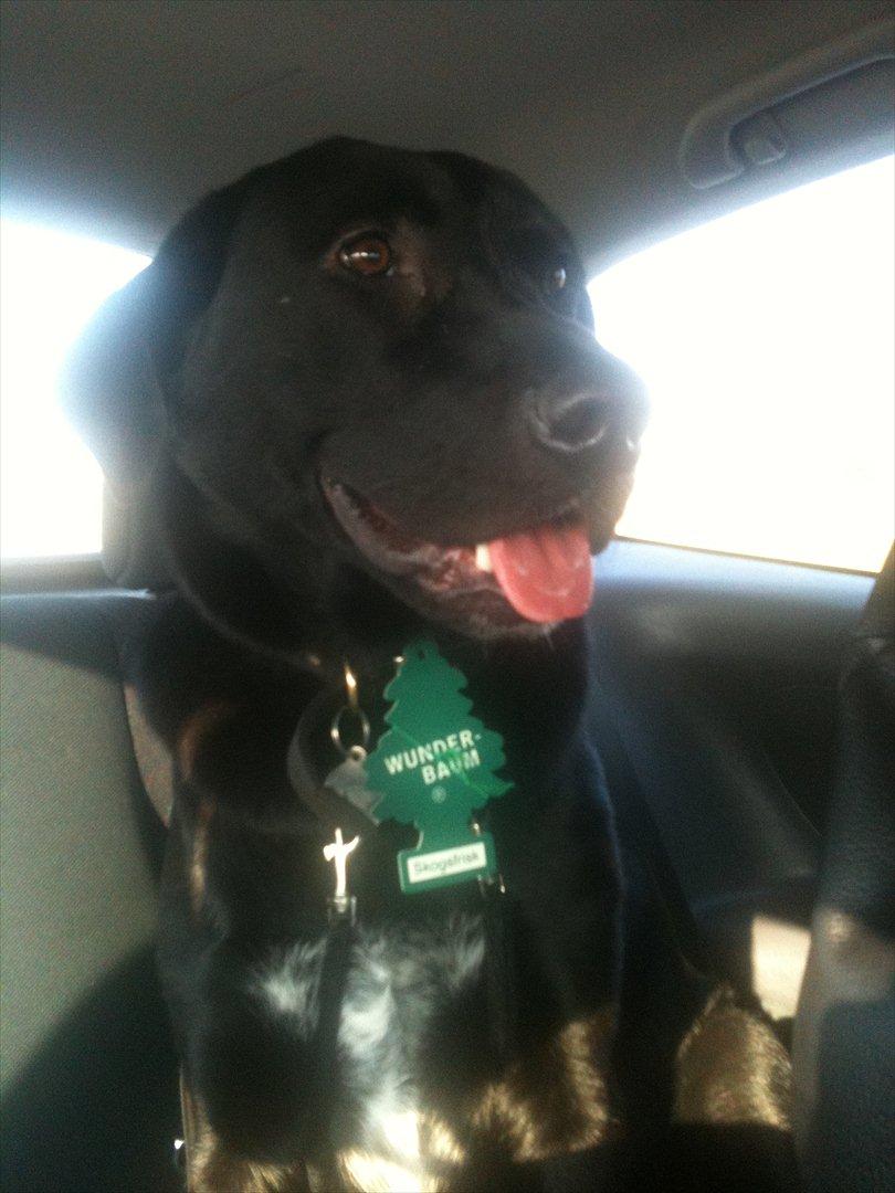 Blanding af racer Lotus billede 1