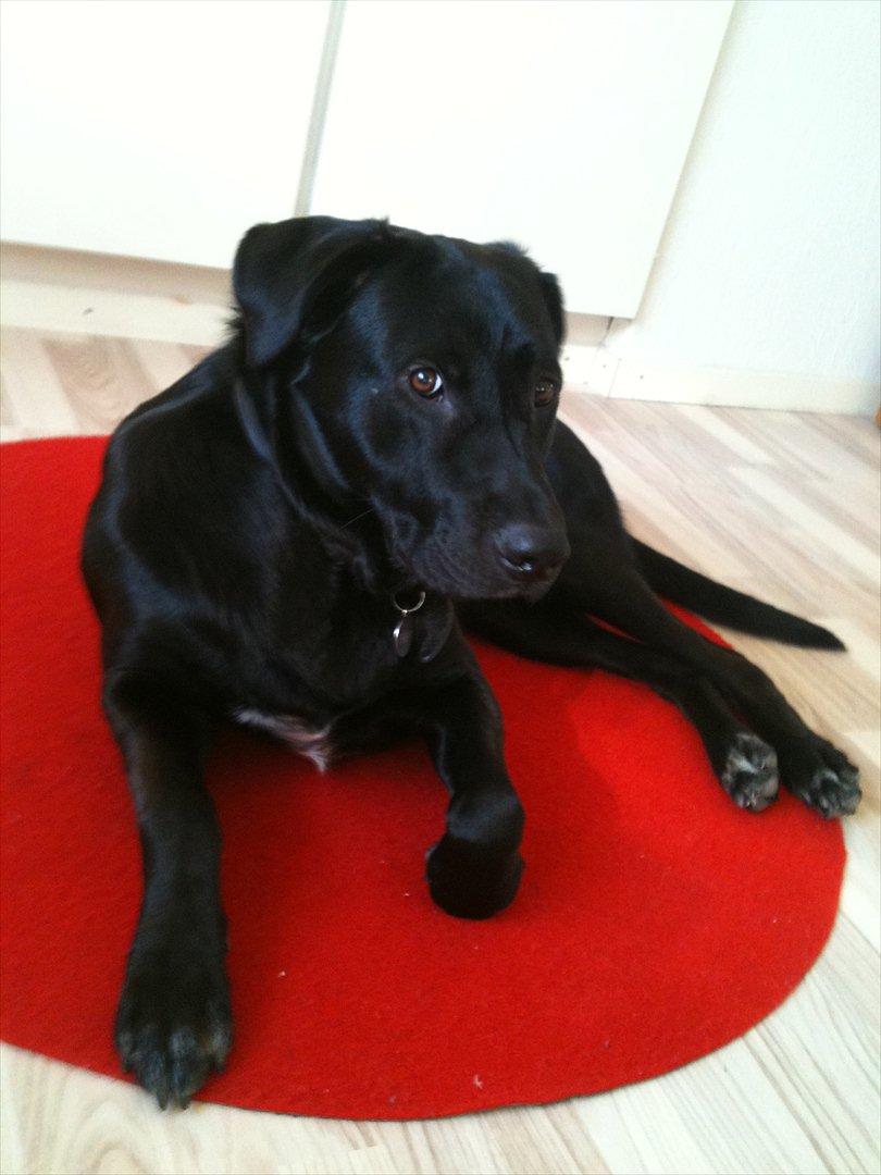 Blanding af racer Lotus billede 18