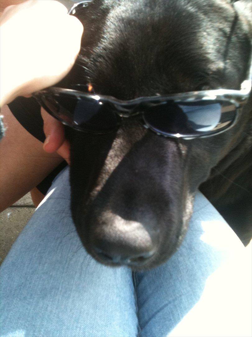 Blanding af racer Lotus billede 19