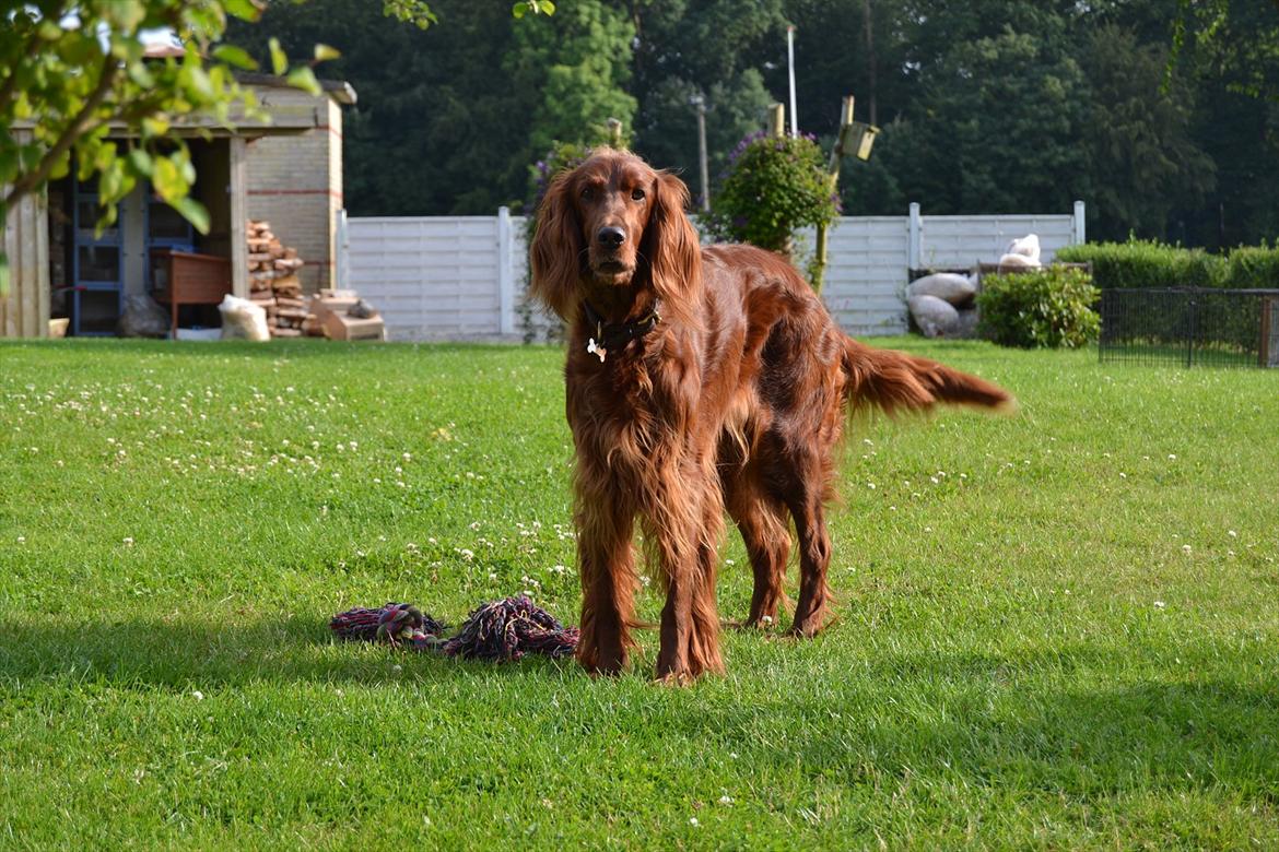 Irsk setter Highland Flowers A New Dawn "Tessa" billede 2