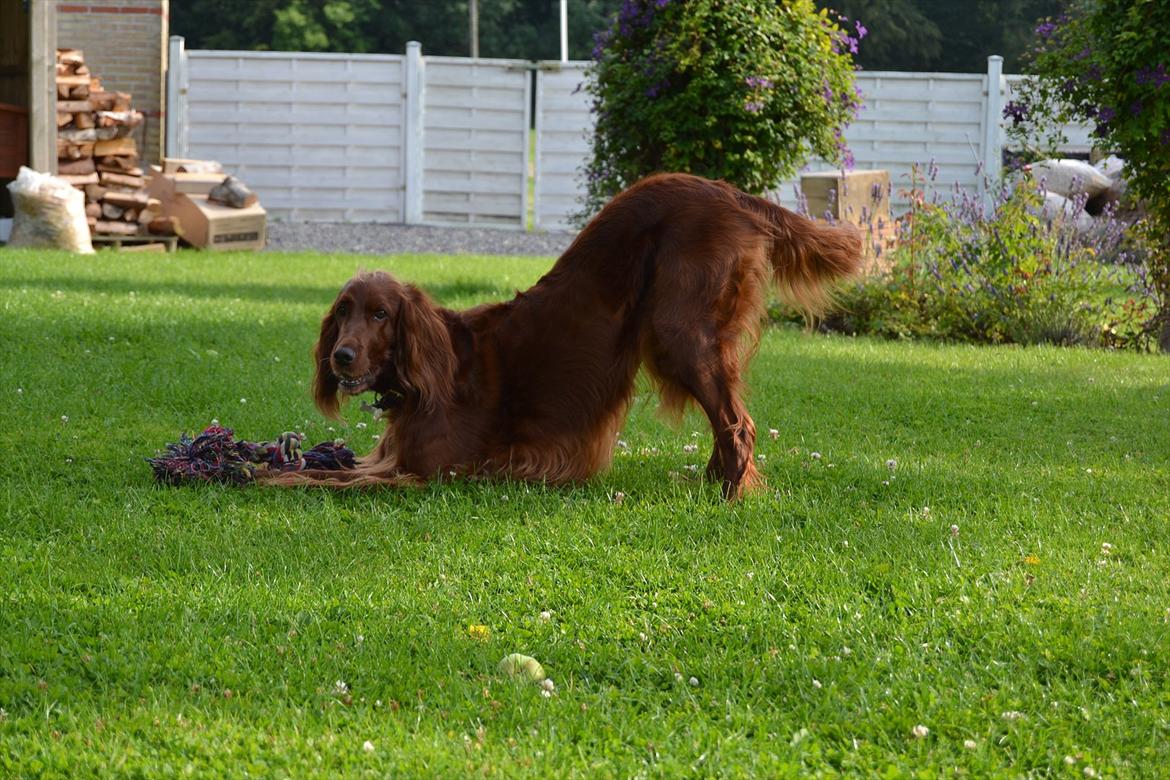 Irsk setter Highland Flowers A New Dawn "Tessa" billede 3