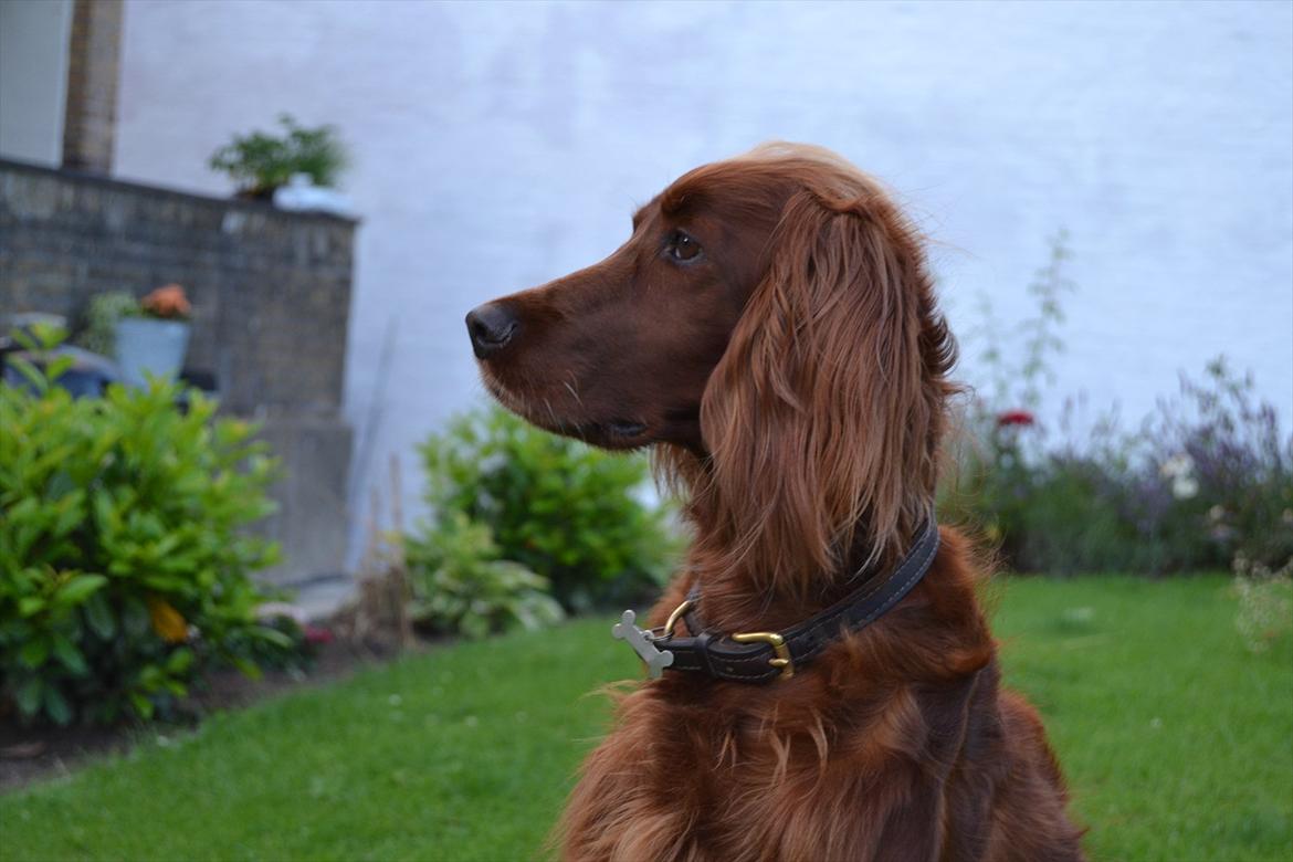 Irsk setter Highland Flowers A New Dawn "Tessa" billede 4