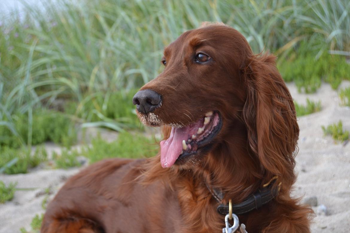 Irsk setter Highland Flowers A New Dawn "Tessa" billede 5