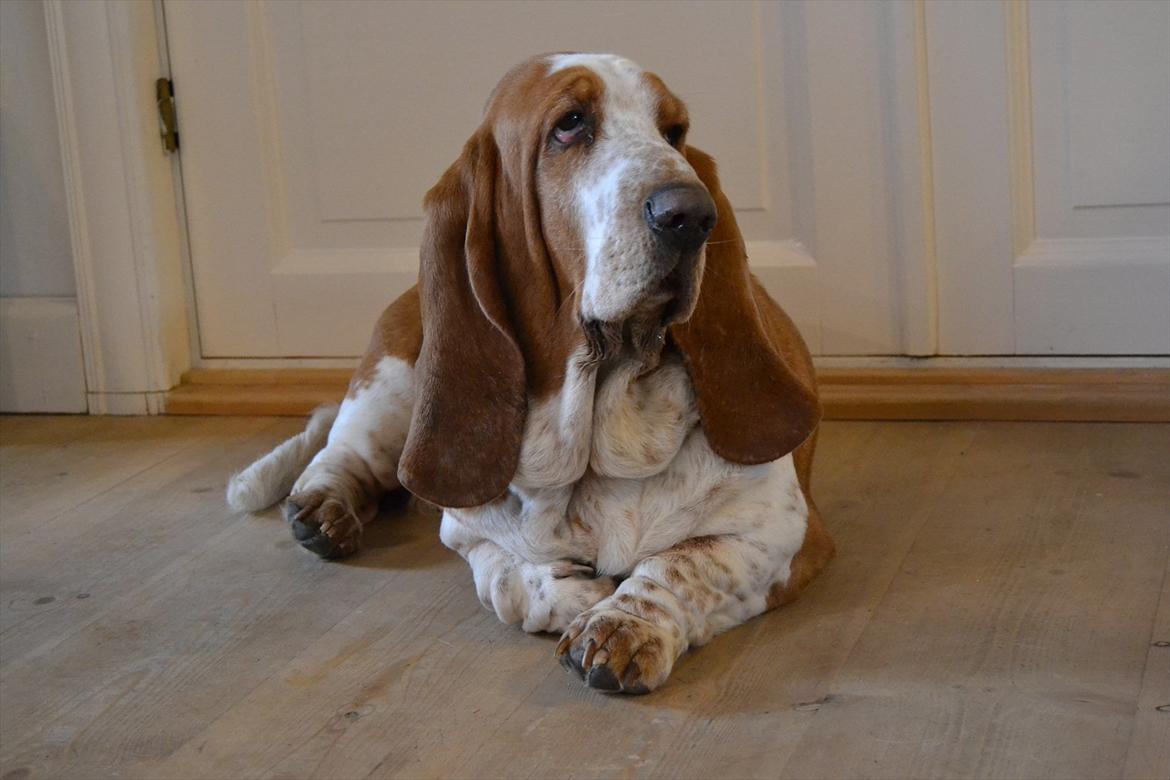 Basset hound Polly billede 12