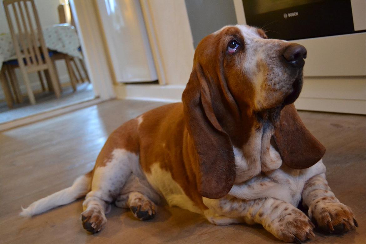 Basset hound Polly billede 13