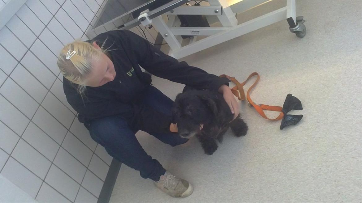 Gravhund Molly R.I.P - De sidste par minutter med hende :/ Hvil i fred skat billede 1