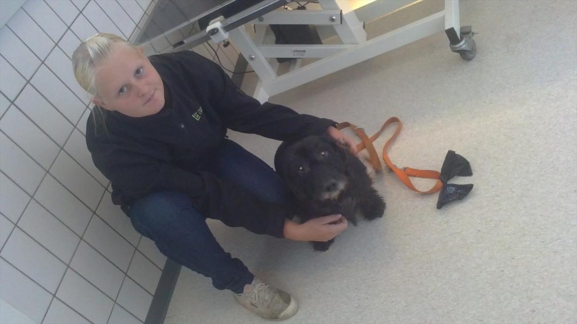 Gravhund Molly R.I.P billede 2