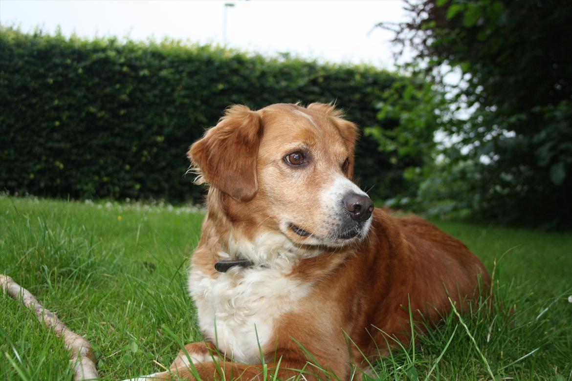 Nova scotia duck tolling retriever Chang billede 12