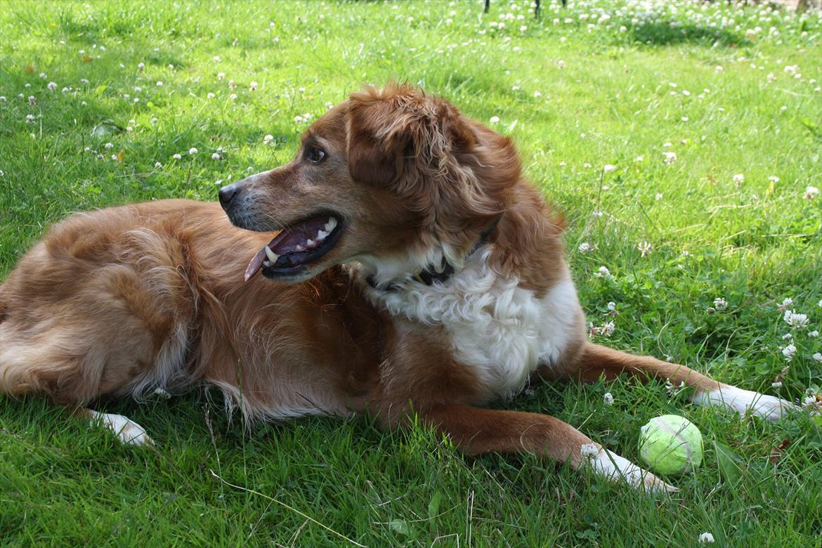 Nova scotia duck tolling retriever Chang billede 13