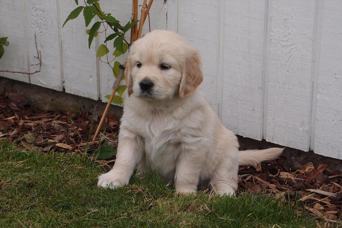 Golden retriever Frida billede 1