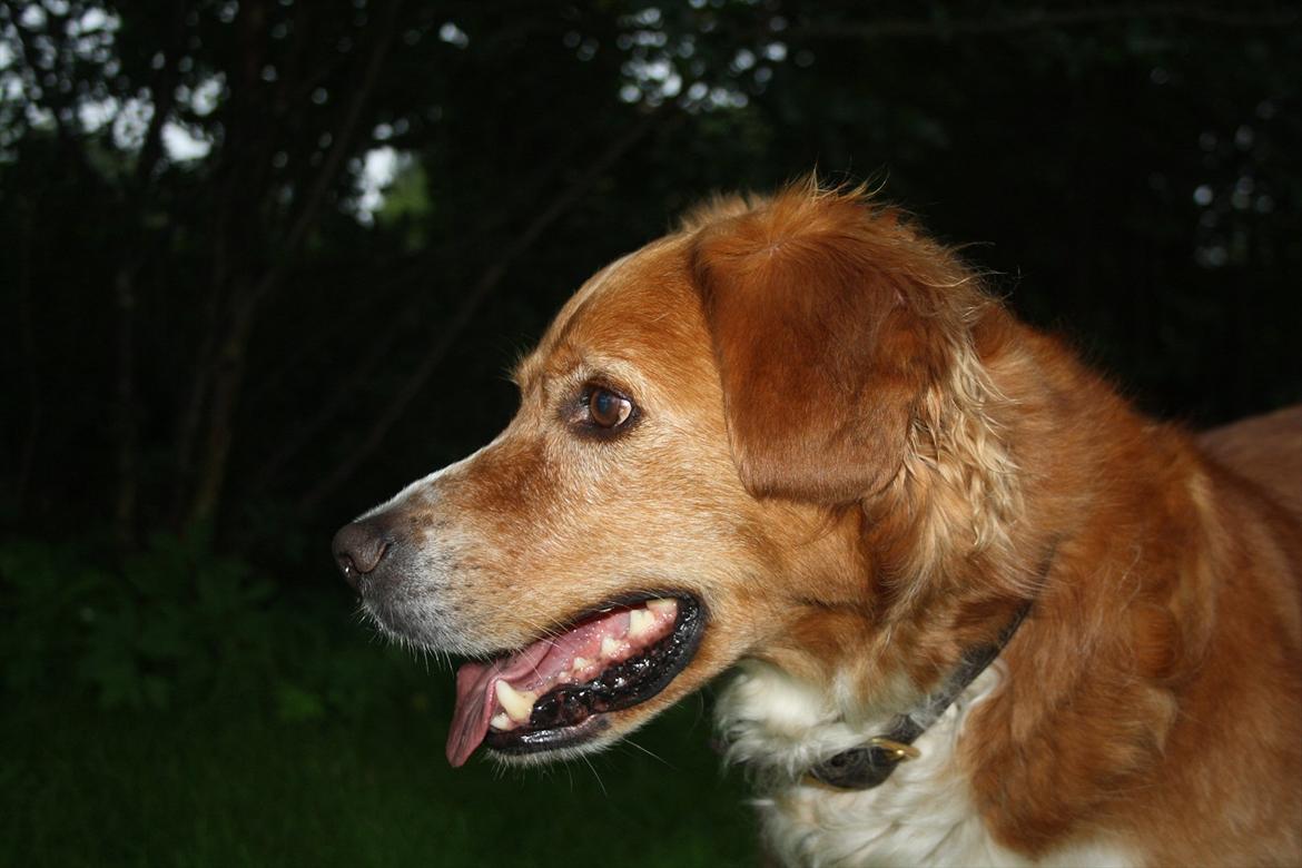 Nova scotia duck tolling retriever Chang billede 15