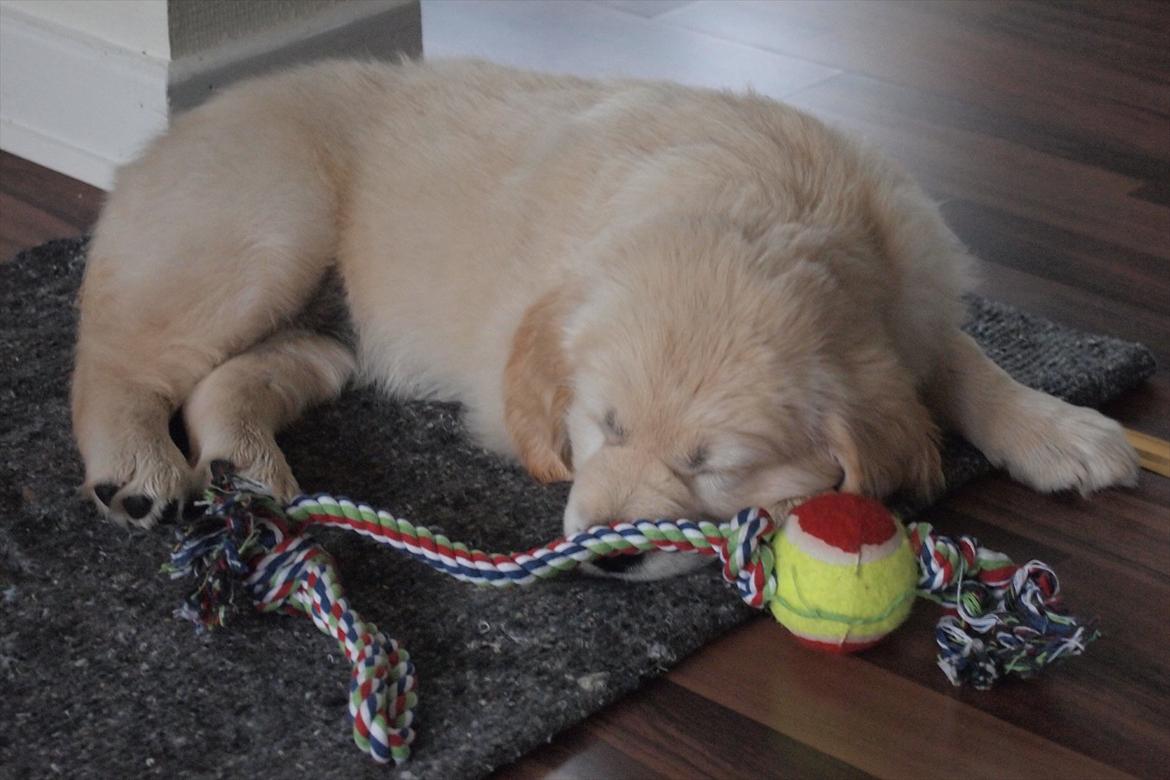 Golden retriever Frida billede 2