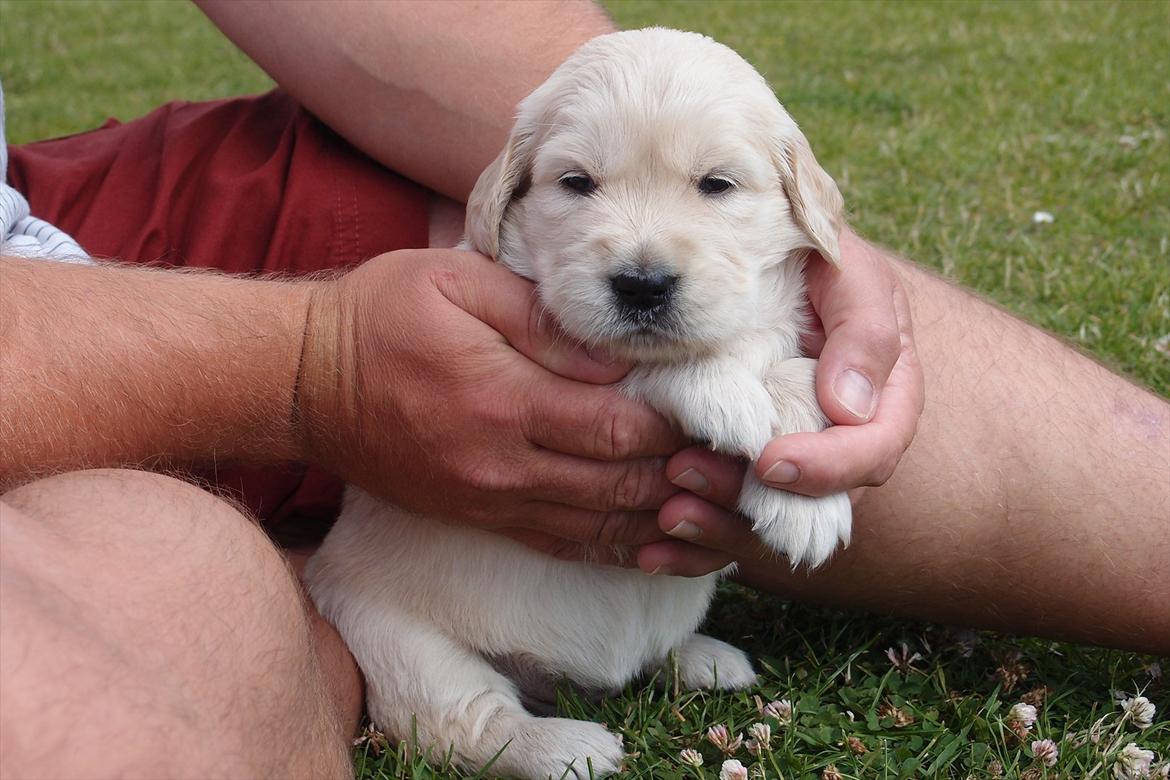 Golden retriever Frida billede 3