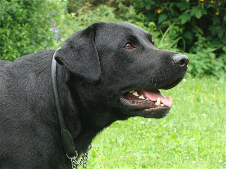 Labrador retriever Buddy billede 7