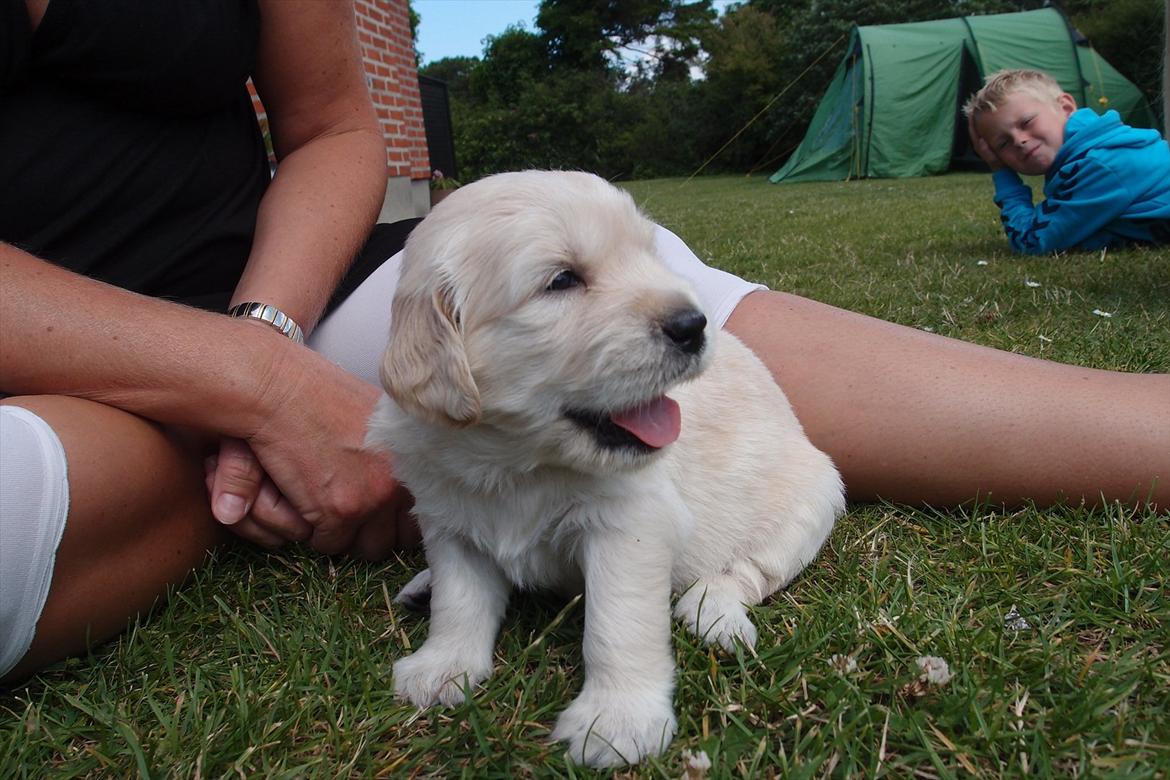 Golden retriever Frida billede 4