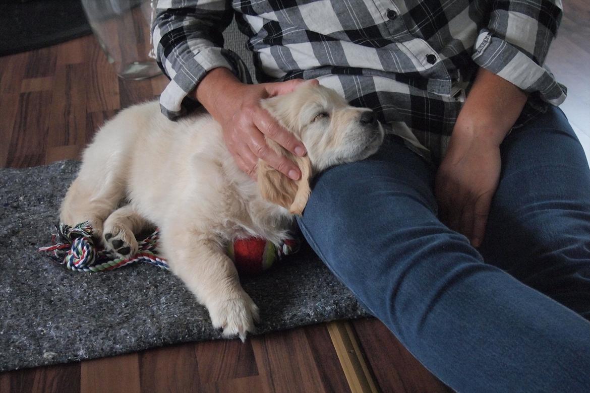 Golden retriever Frida billede 5