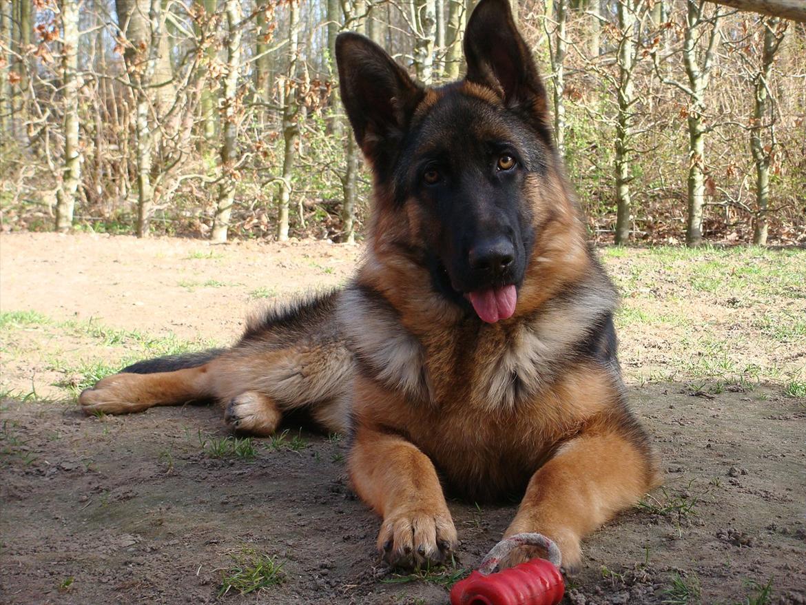 Schæferhund Fazi billede 1