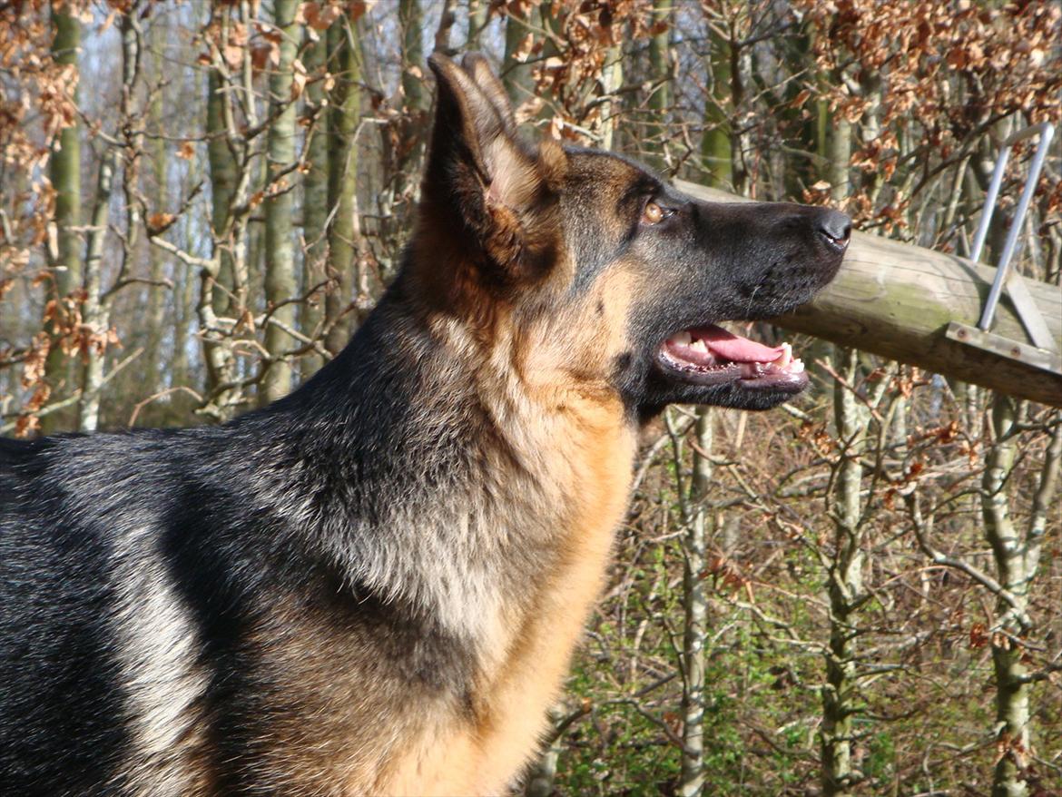 Schæferhund Fazi billede 2