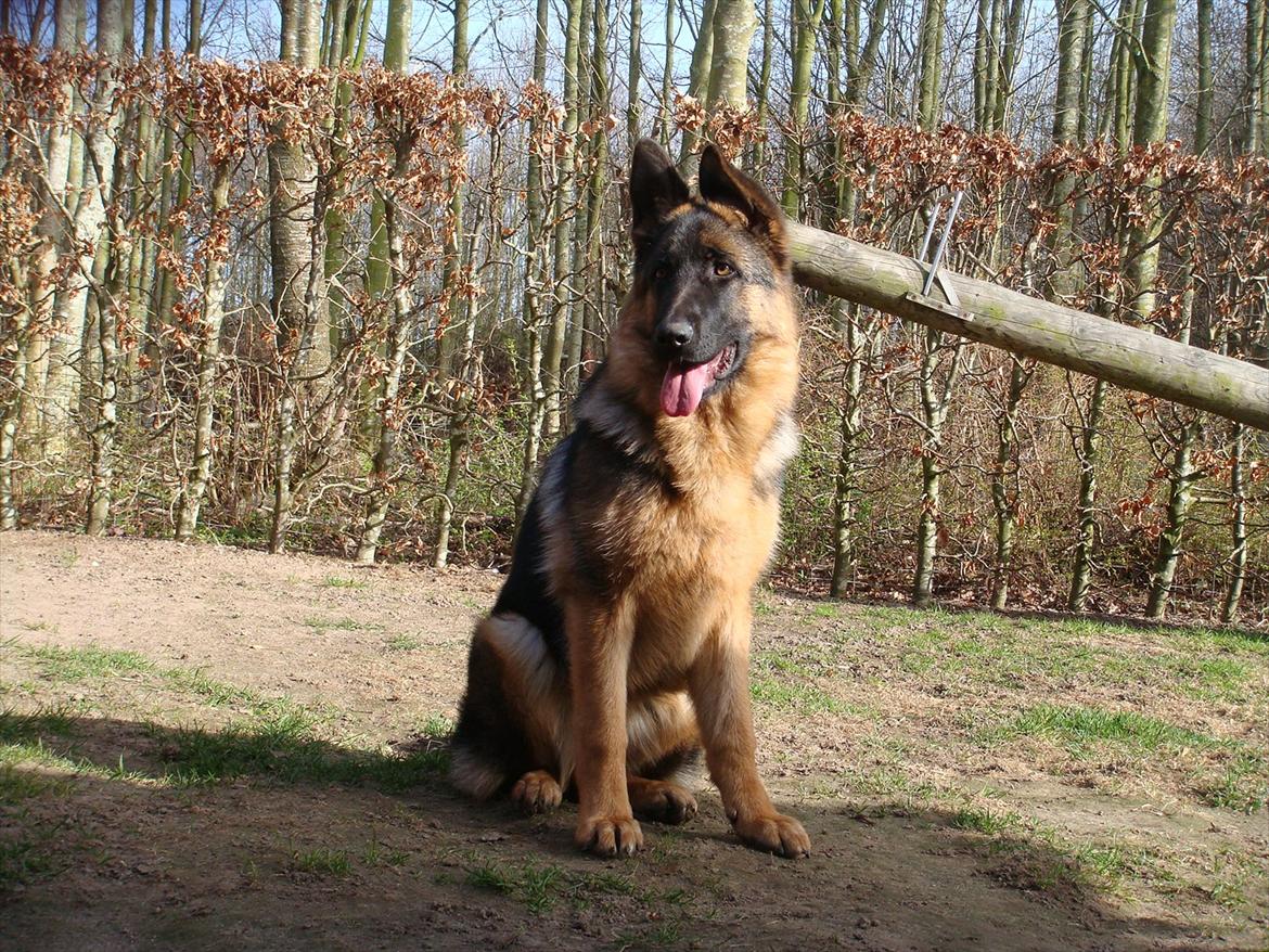 Schæferhund Fazi billede 3