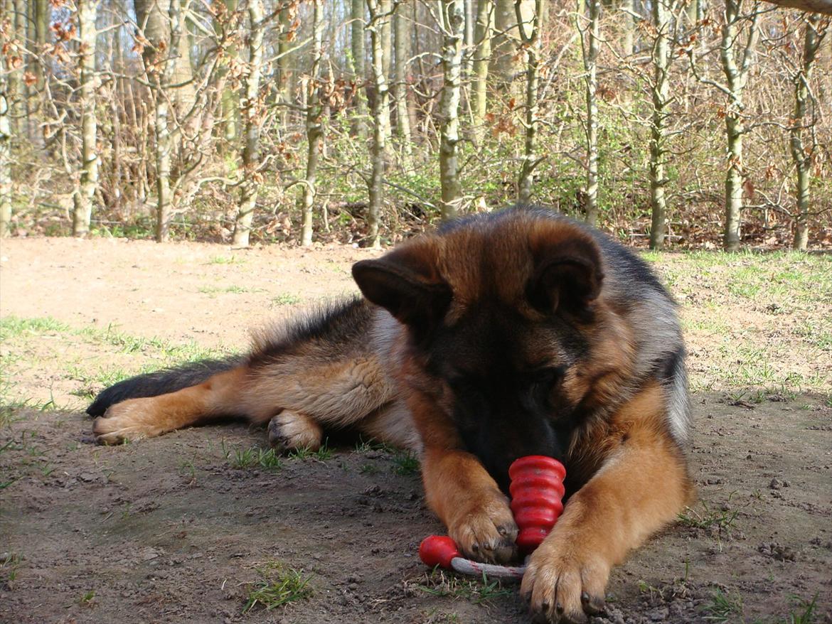 Schæferhund Fazi billede 4
