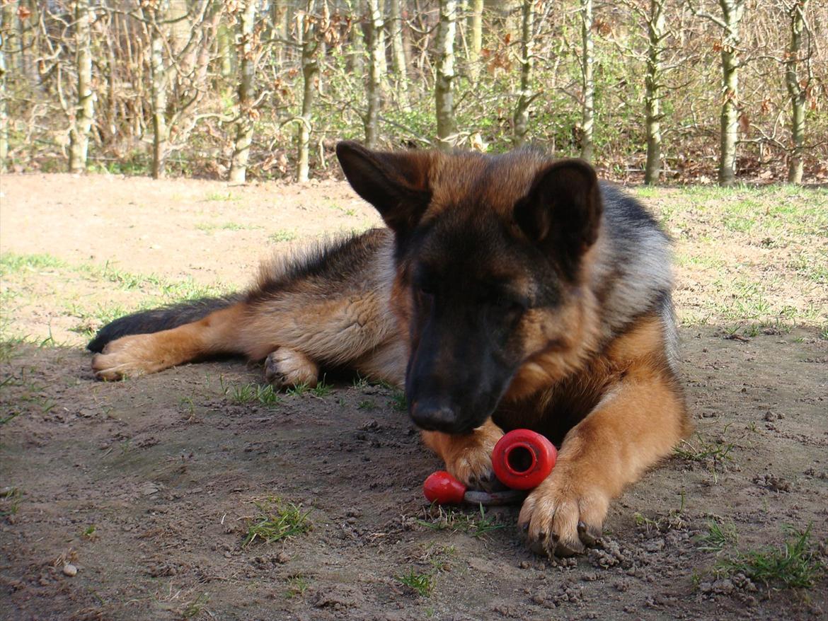 Schæferhund Fazi billede 5