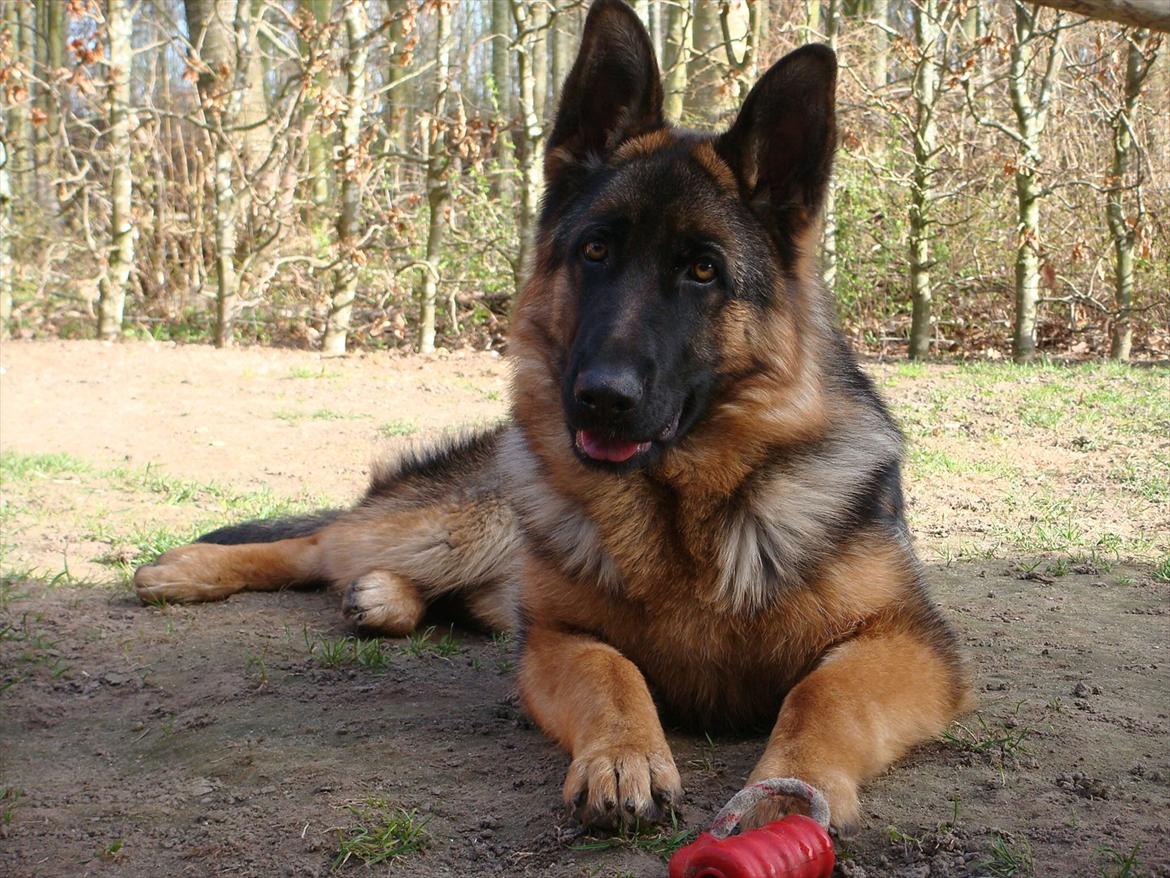 Schæferhund Fazi billede 6