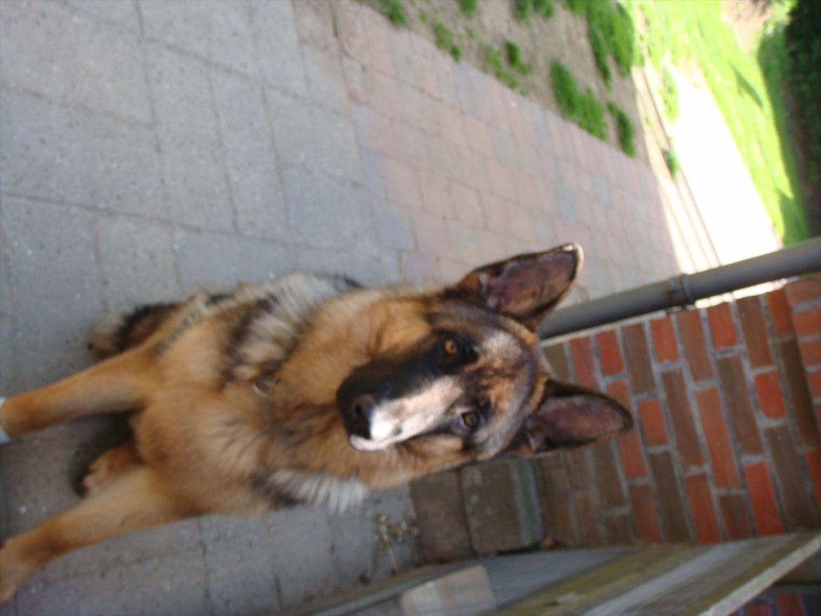 Schæferhund Fazi billede 8