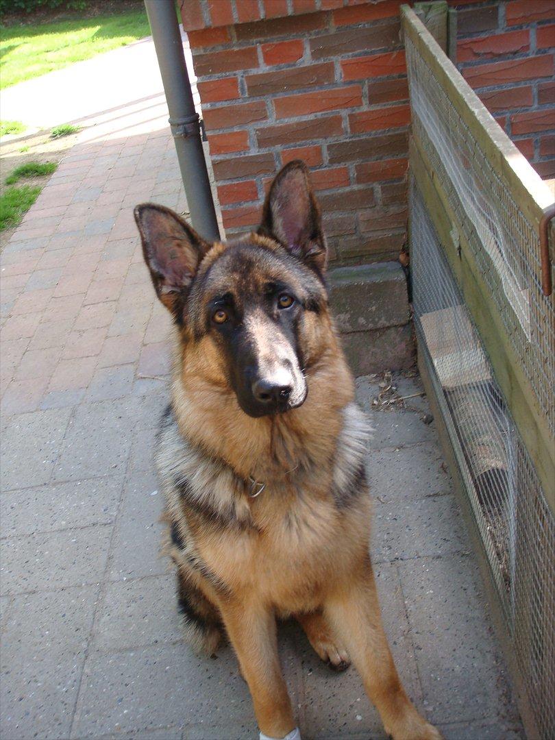 Schæferhund Fazi billede 9