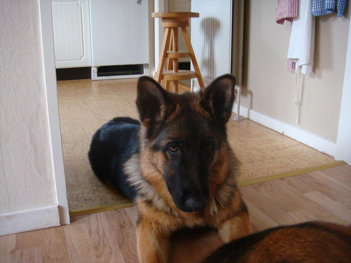 Schæferhund Fazi billede 10