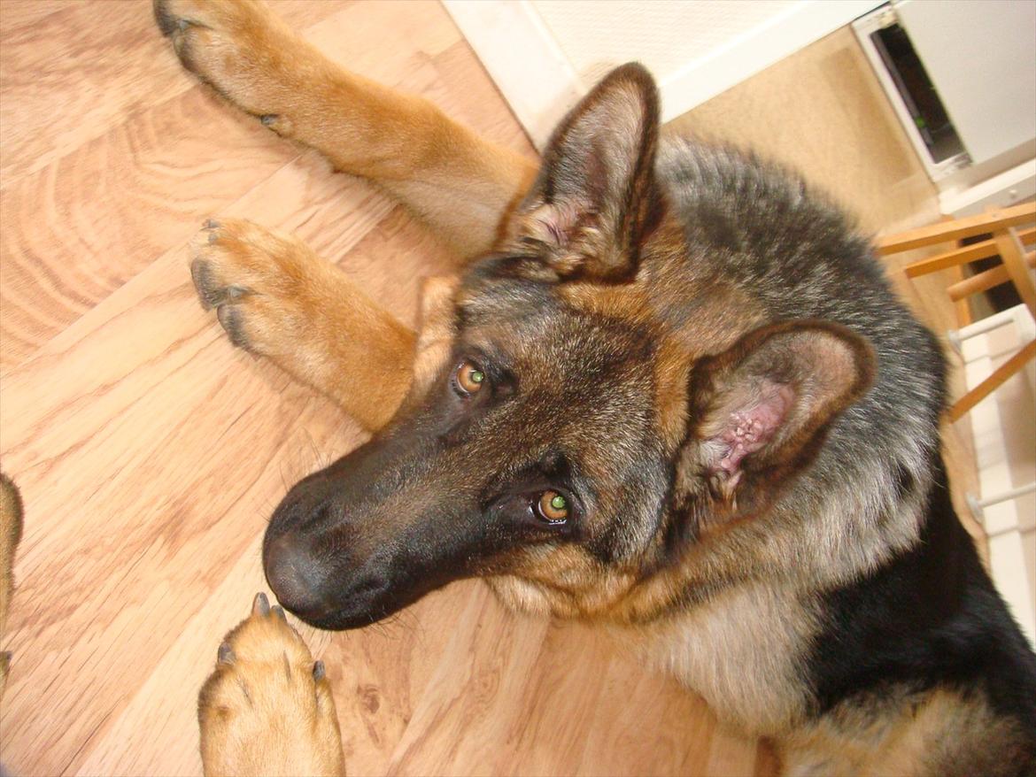 Schæferhund Fazi billede 11