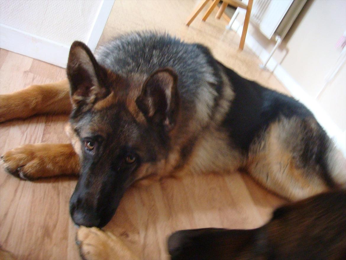 Schæferhund Fazi billede 12