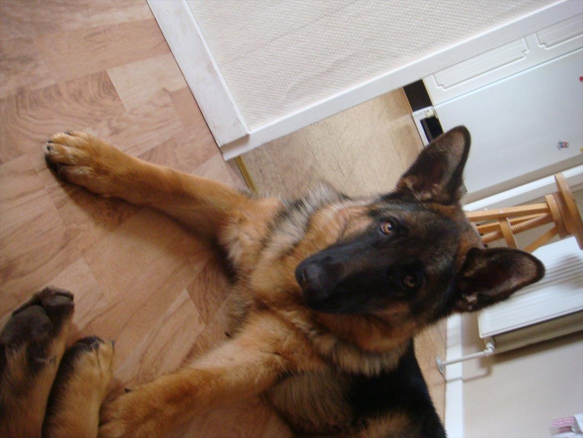 Schæferhund Fazi billede 13