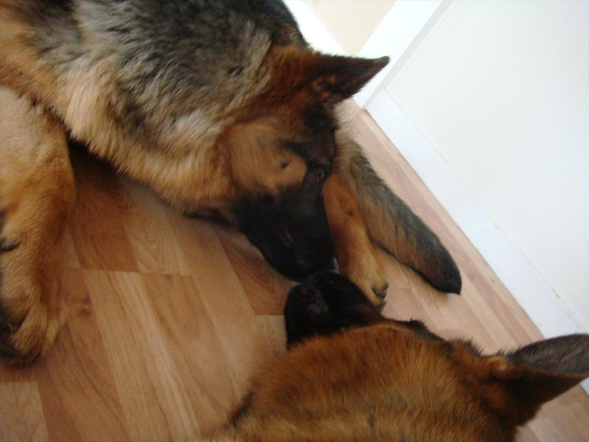 Schæferhund Fazi billede 14