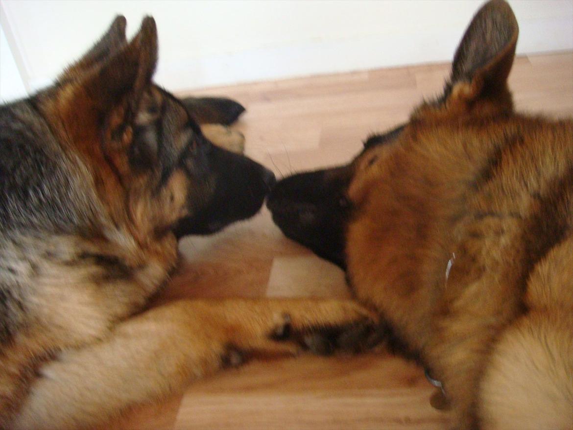 Schæferhund Fazi billede 15