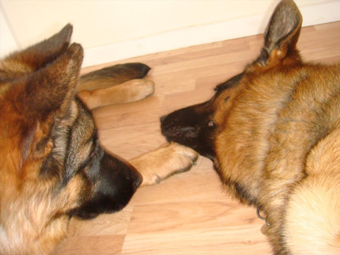 Schæferhund Fazi billede 16