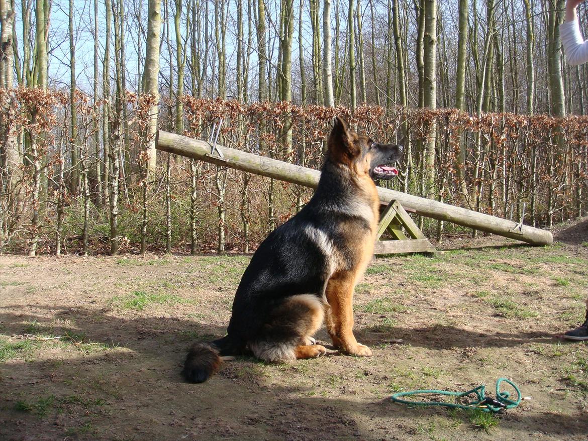 Schæferhund Fazi billede 17