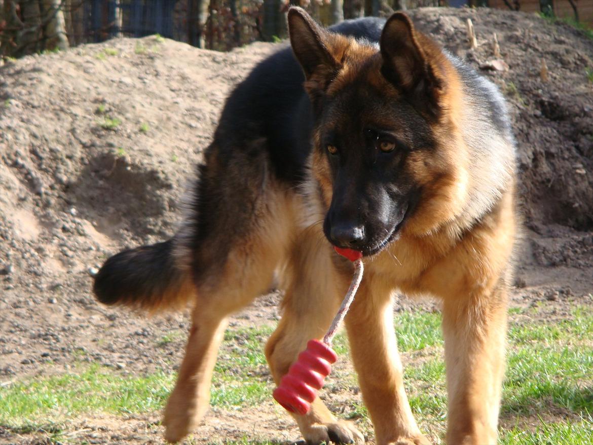 Schæferhund Fazi billede 18