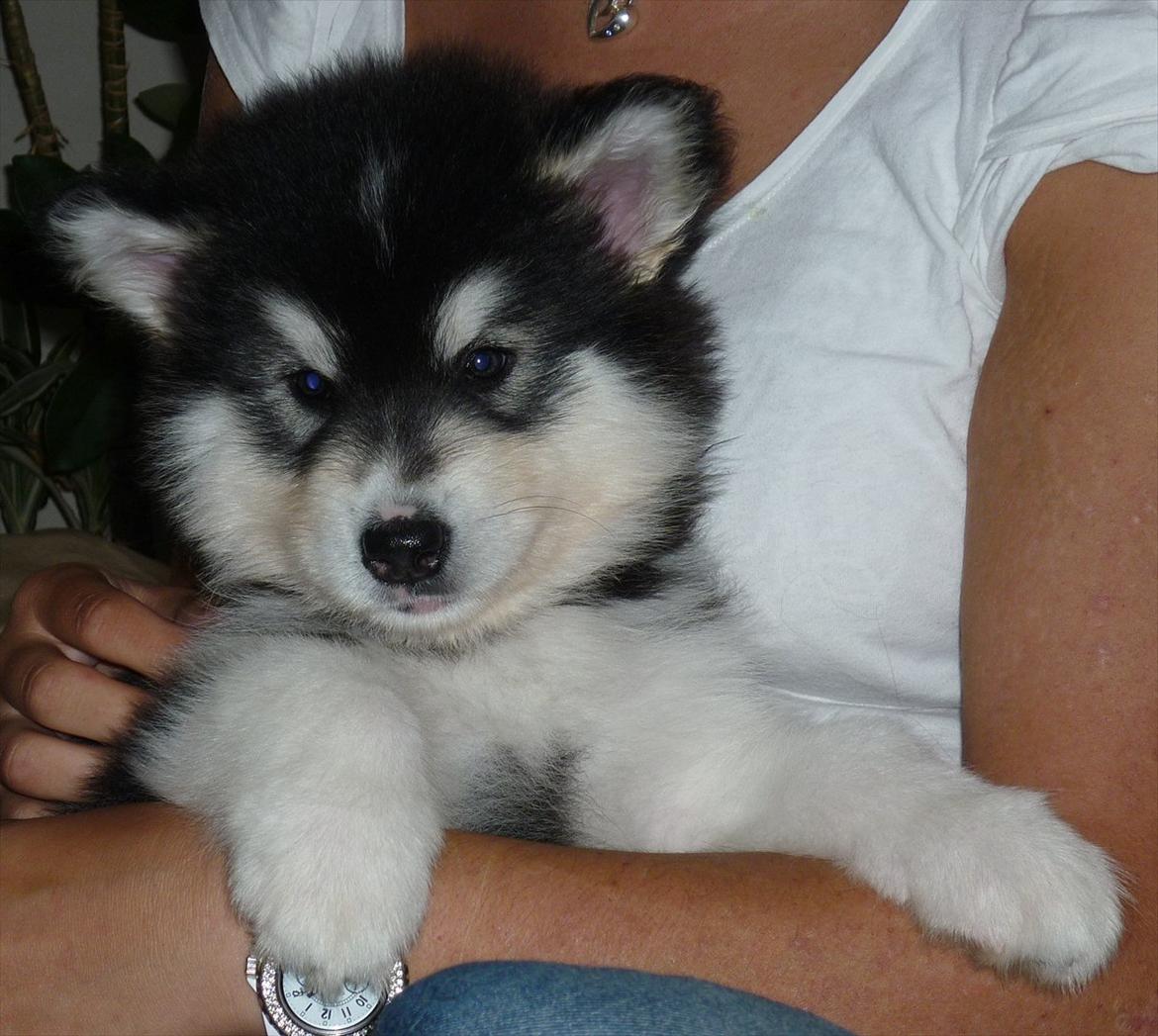 Alaskan malamute Coco Bear billede 3